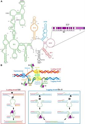 Contribution of Mobile Group II Introns to Sinorhizobium meliloti Genome Evolution